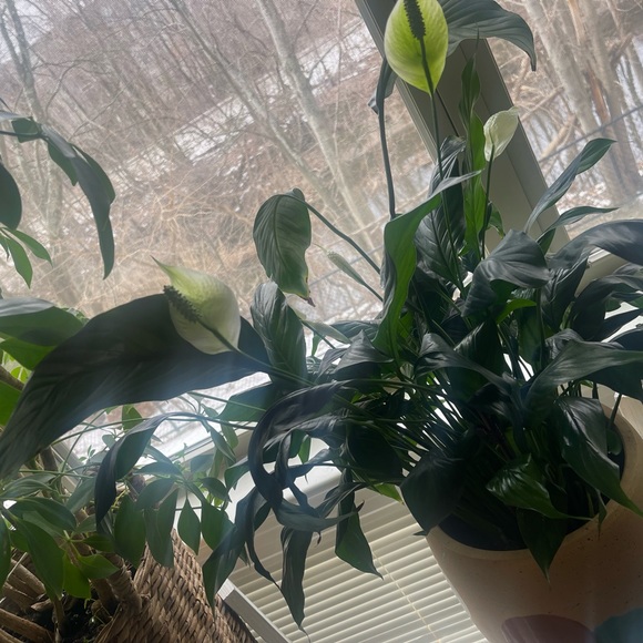 Meet your Posher, Jenifer - Picture 1 of 1